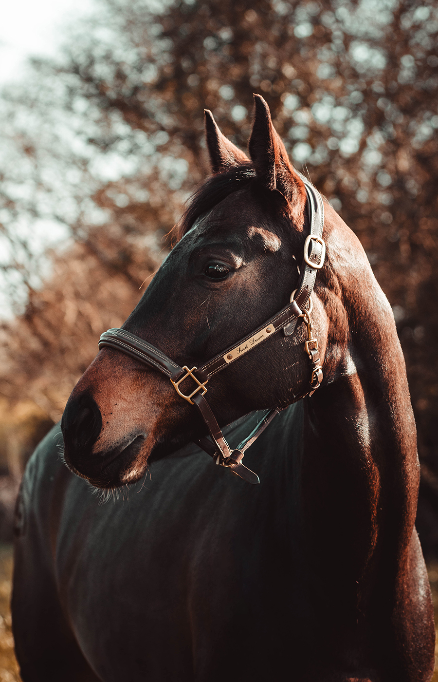 Manon Knasko Photographies
